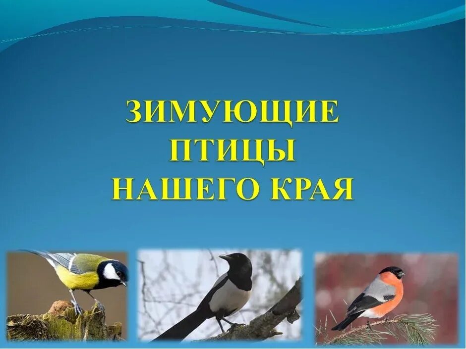 Городские птицы проект. Актуальность проекта про птиц. Многообразие птиц. Проект птицы нашего края. Воробей синица голубь.