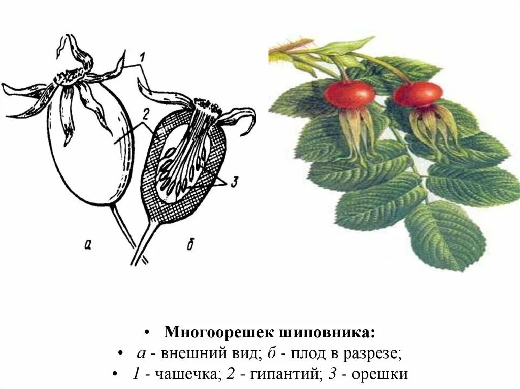 Что такое гипантий у плода шиповника. Плод цинародий шиповника. Строение плода шиповника. Внутреннее строение плода шиповника.
