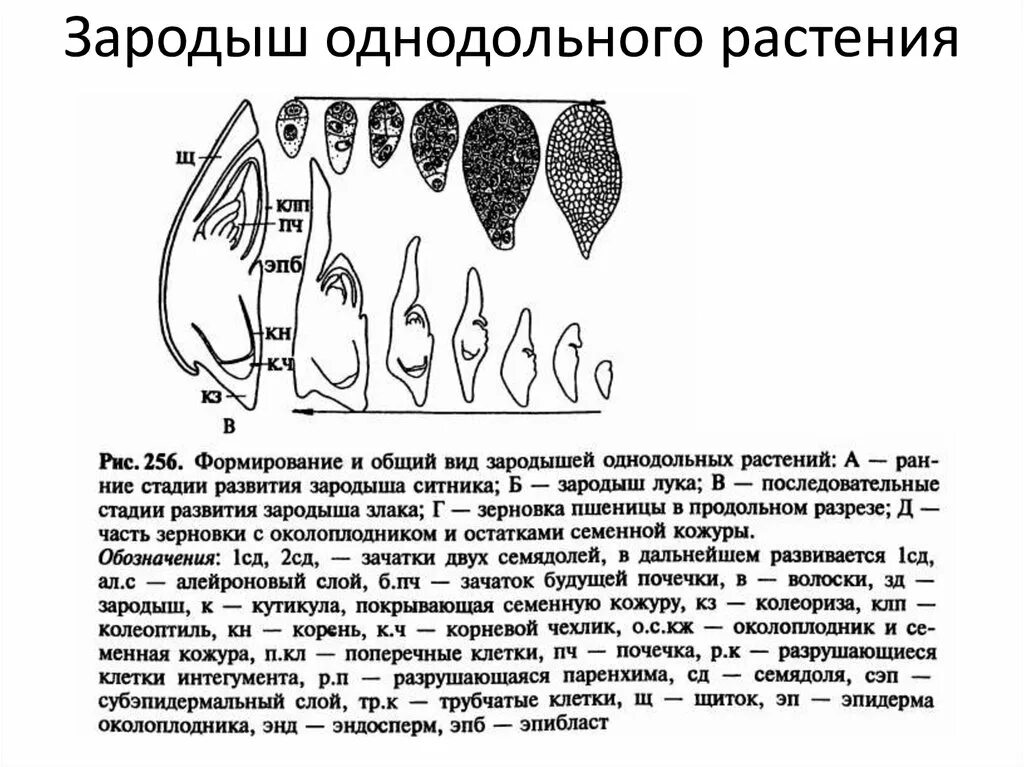 Однодольные растения ткани. Размножение однодольных схема. Этапы формирования растений зародыш. Стадии формирования зародыша в растении. Схема генеративного органа двудольных.