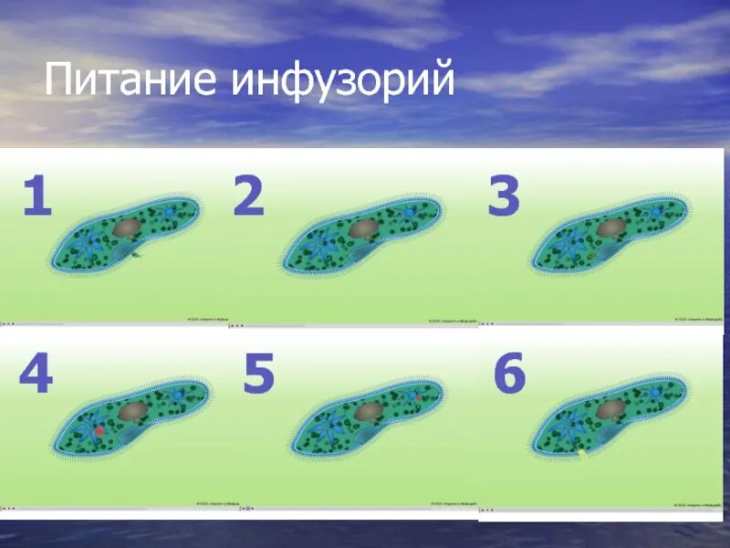 Инфузория туфелька питание. Питание лимфузория туф. Тип питания инфузории туфельки.