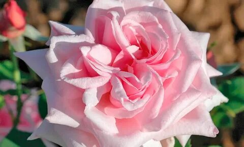 La rose des