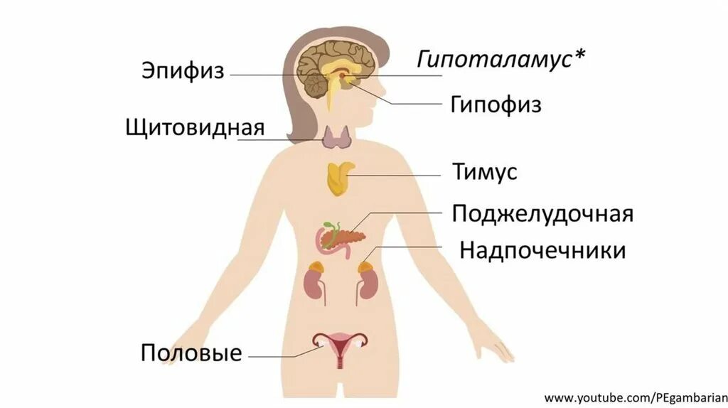 Схема желез внутренней секреции. Строение эндокринной системы человека схема. Эндокринная система железы внутренней секреции схема. Схема расположения желез внутренней секреции в организме человека.