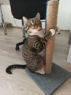 Tall cat