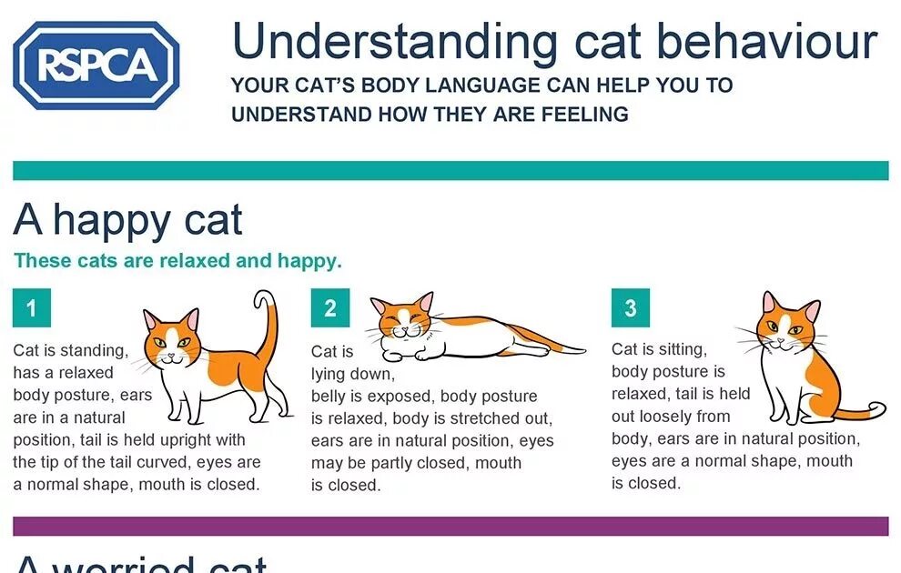 Поведение кошек. Язык тела кошек. Как понять что кошка счастлива. Типичное поведение кошки. These your cats