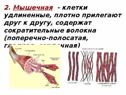 Мышечная ткань какой тип клеток