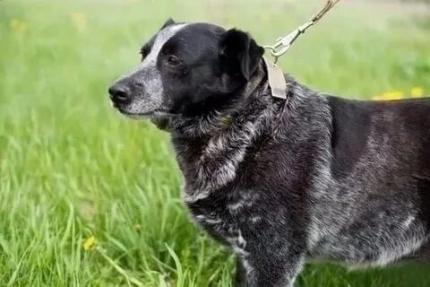 Животные собаки орел