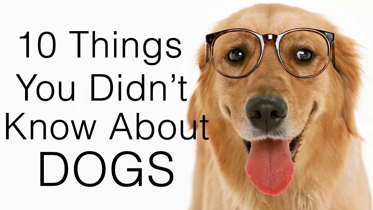 Йоу дог. About Dogs. Dog interesting fact. Dogs Now. Now only dogs