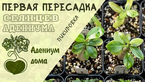 Пересадка адениума