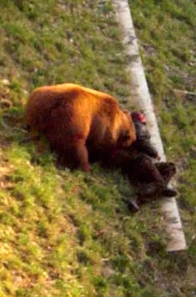 Bear trainer, Doug Seus - Mirror Online
