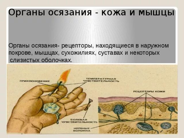 Орган осязания. Рецепторы органа осязания. Кожа осязание. Орган осязания строение. Какие рецепторы участвуют в осязании