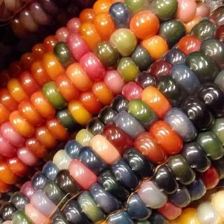Glass corn