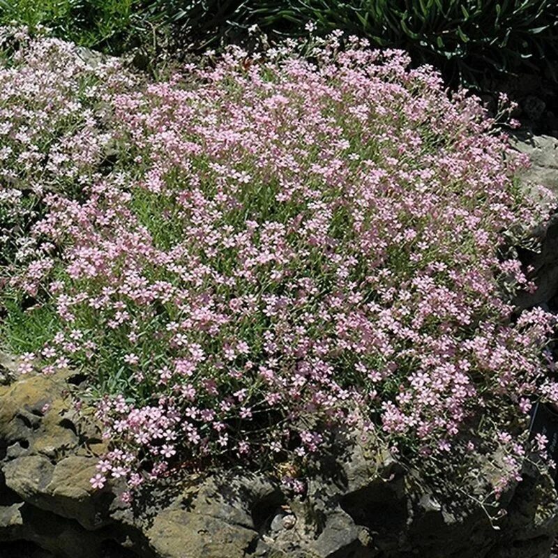 Гипсофила ползучая розовая. Гипсофила ползучая Розеа. Гипсофила repens Alba. Гипсофила метельчатая Сноуфлейк. Гипсофила розовая многолетняя