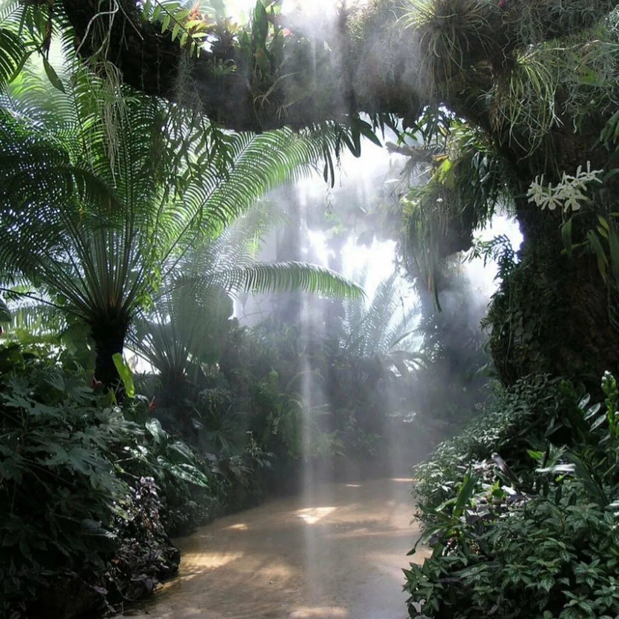 Красивый тропический лес. Дождь в тропическом лесу. Красивые джунгли. Природа джунгли.