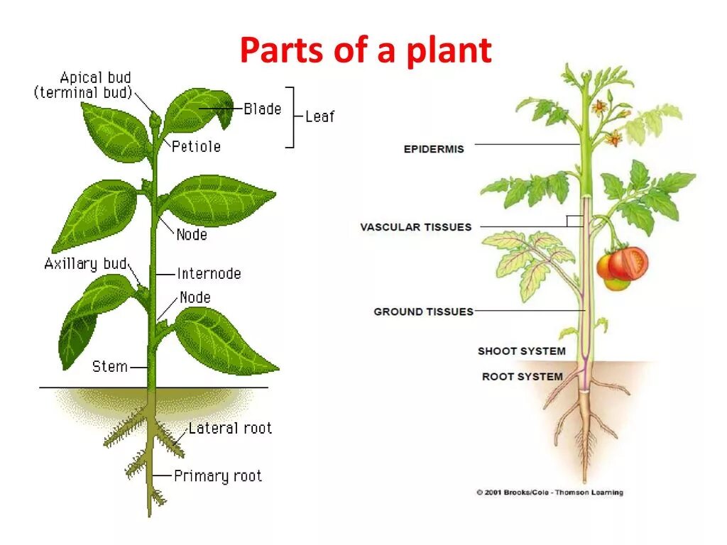 Parts of a Plant. Parts of Plants and Trees презентация. Parts of Plants for Kids. Parts of a Plant ESL.