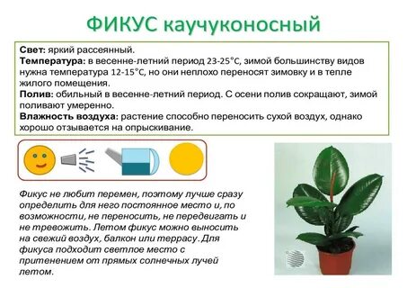 Фикус черешковый или сидячий