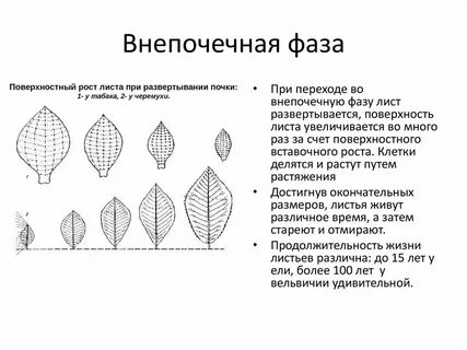 Роста лист