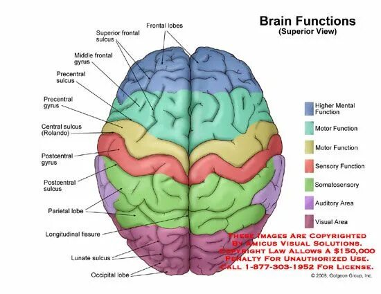 Functional Brain areas. Anatomy and functional areas of the Brain. Brain Anatomy and functions. Brain with functions.