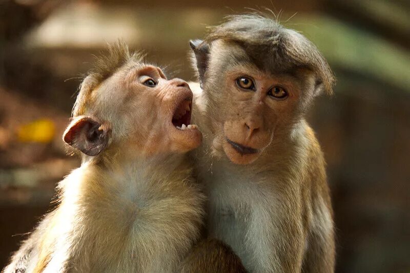 смешные обезьяны. прикольные морды. веселый не найду. кот висит на заборе. тискать котенка.