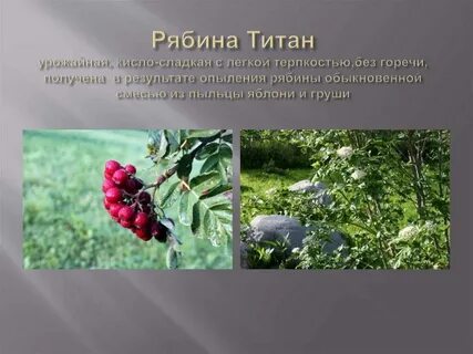 Рябина титан отзывы