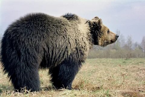 Смоленские животные