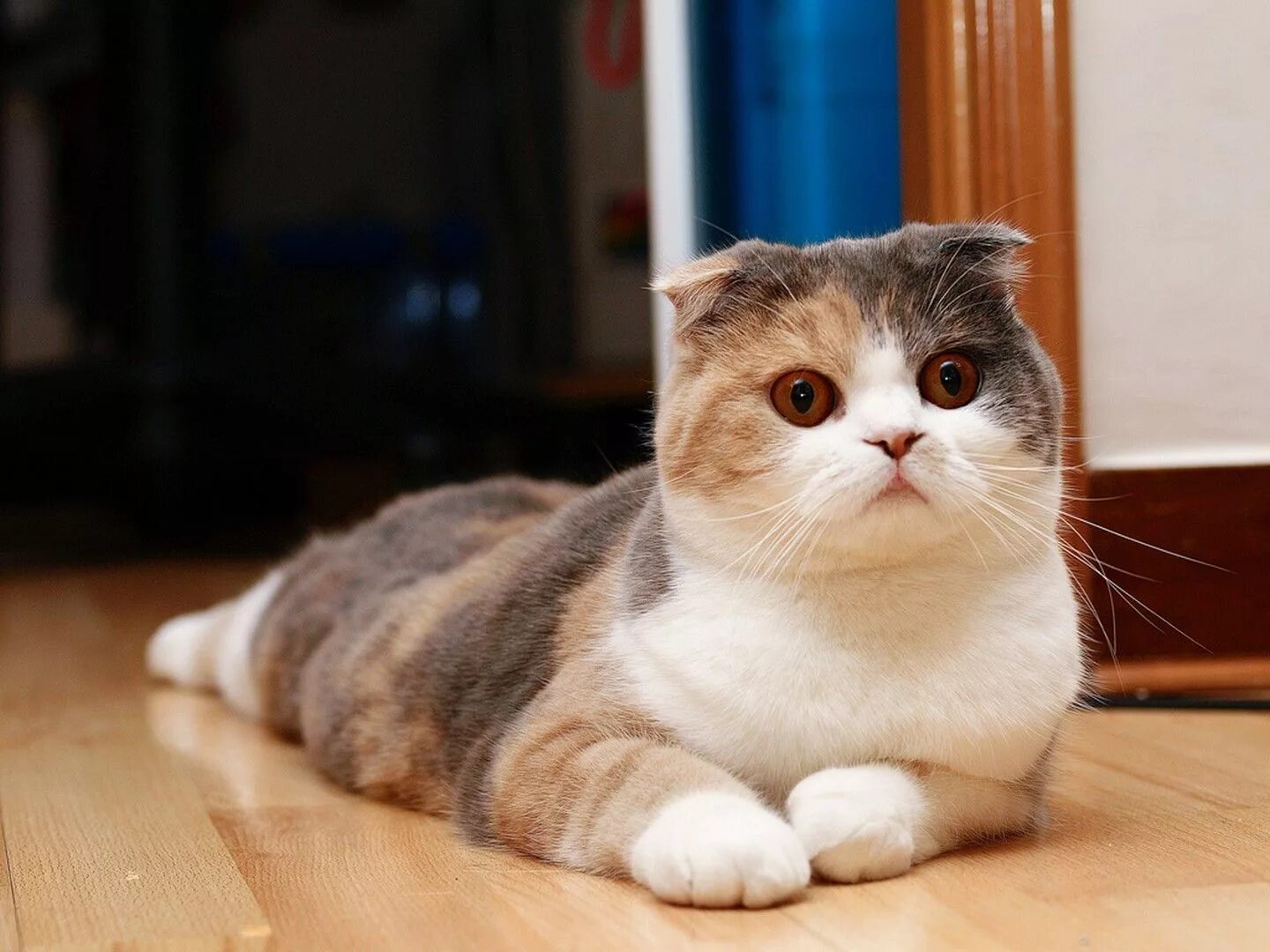 Шотландская фото. Шотландская вислоухая кошка. Шотландская вислоухая кошка фолд. Шотландская вислоухая ошка. Исландская вислоухая кошка.