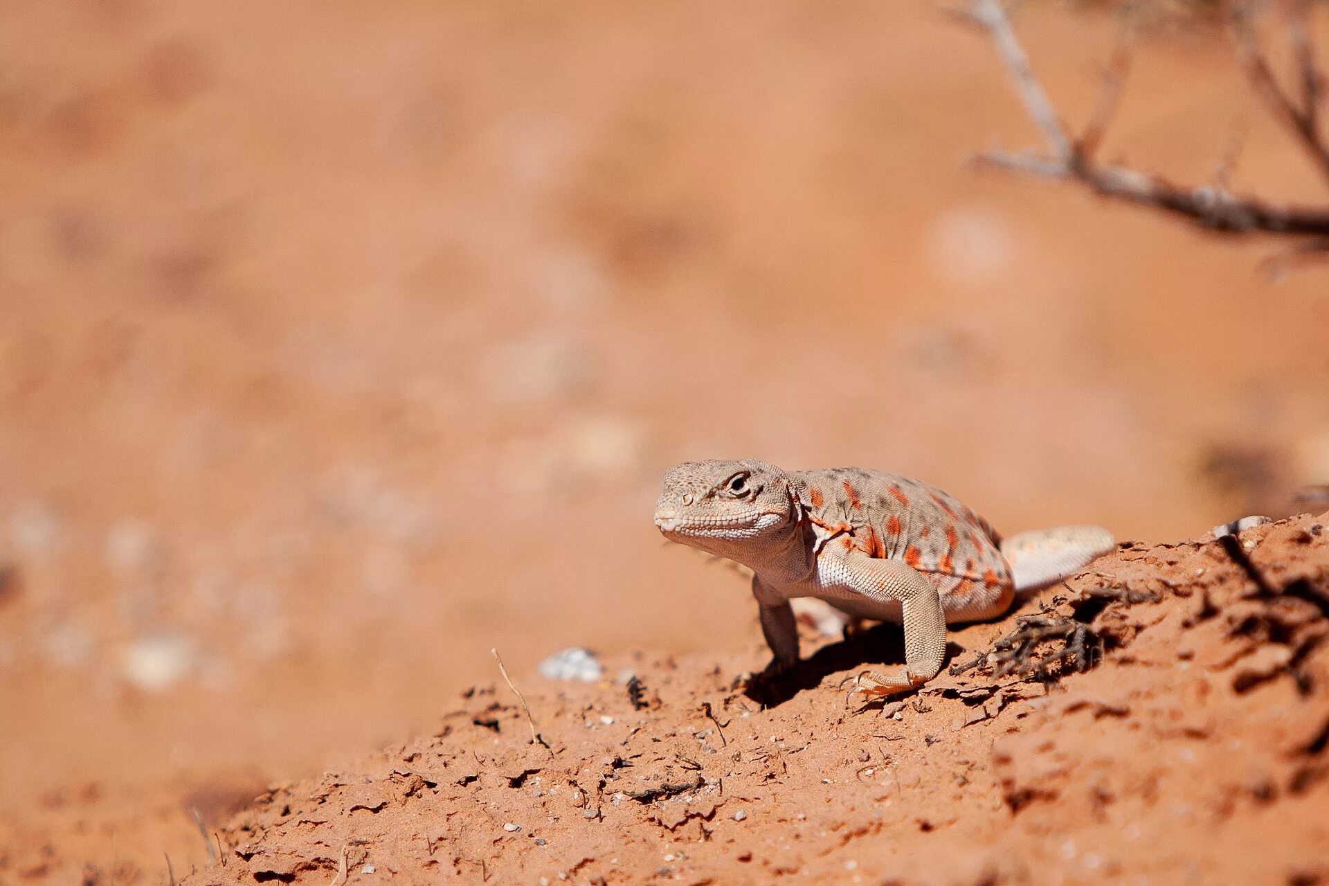 Обитатели пустыни россии. Геккон Намиб. Намибийский геккон. Геккон пустынный. Сахарский геккон.