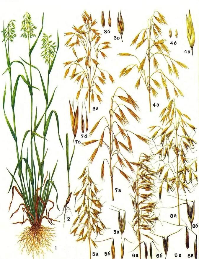 Овес схема. Овес посевной Зерновка. Овсюг полевой. Овёс растение овёс посевной. Овсюг обыкновенный.