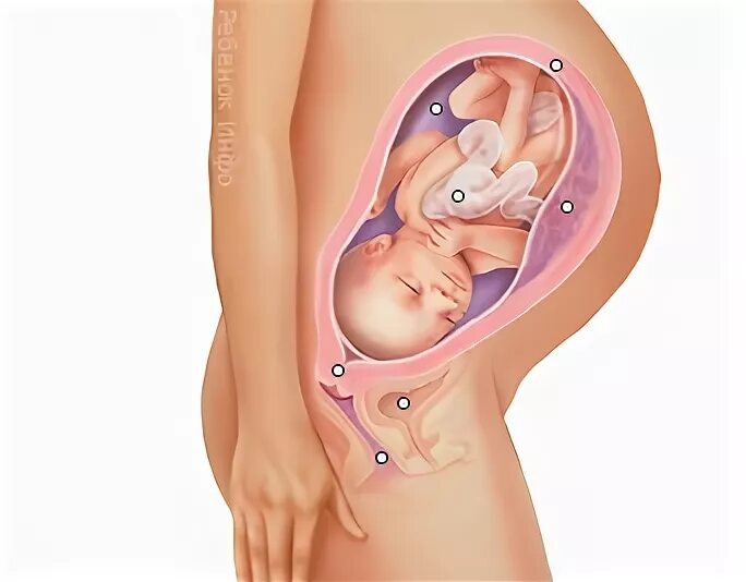 Ребенок в животе 34 недели. Плод на 34 неделе беременности. Расположение ребенка в животе на 34 неделе беременности. Расположение ребенка на 31 неделе. Расположение ребёнка в утробе матери.