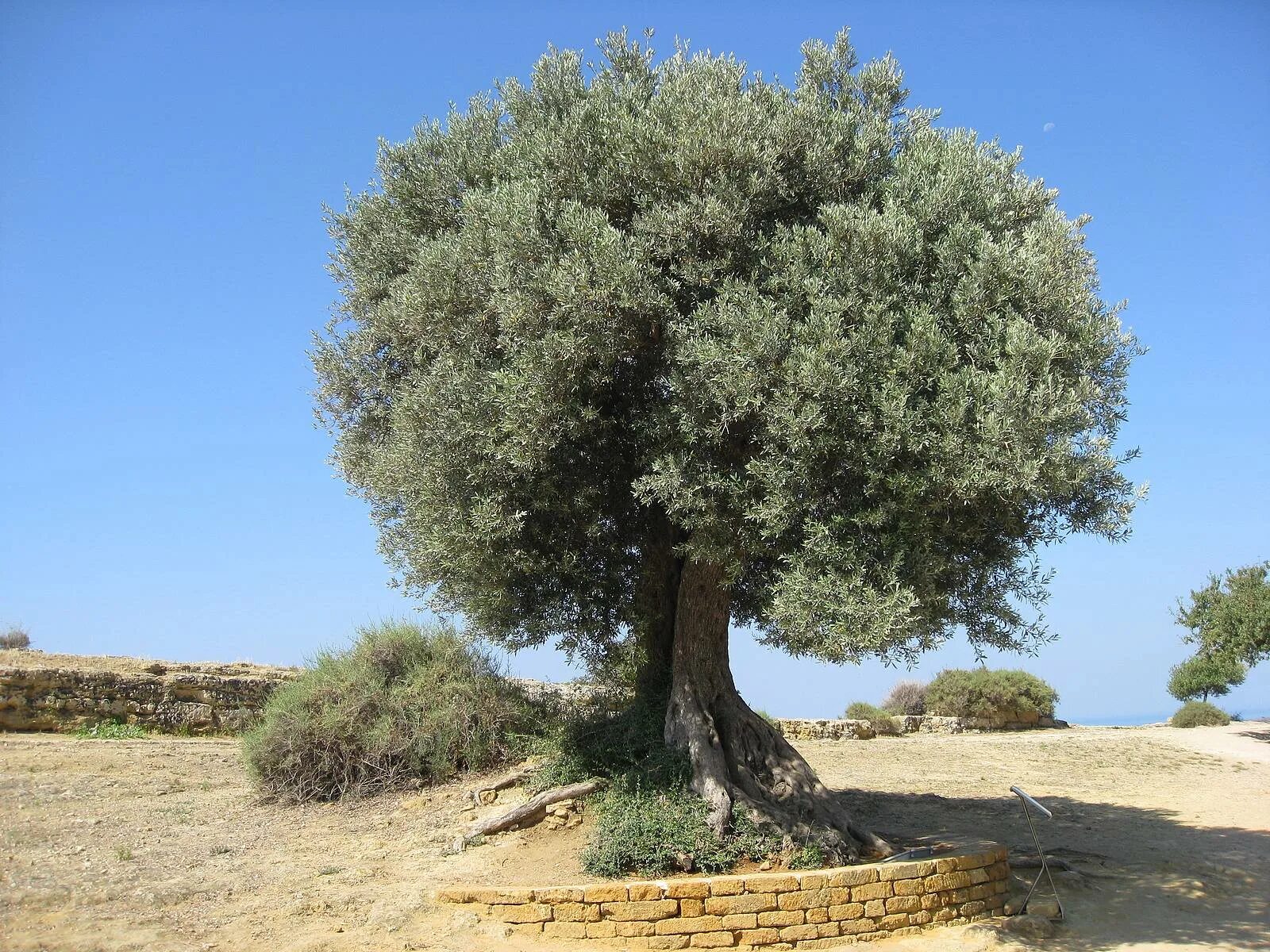Download wallpaper greens, summer, leaves, the sun, Tree, olives, section nature