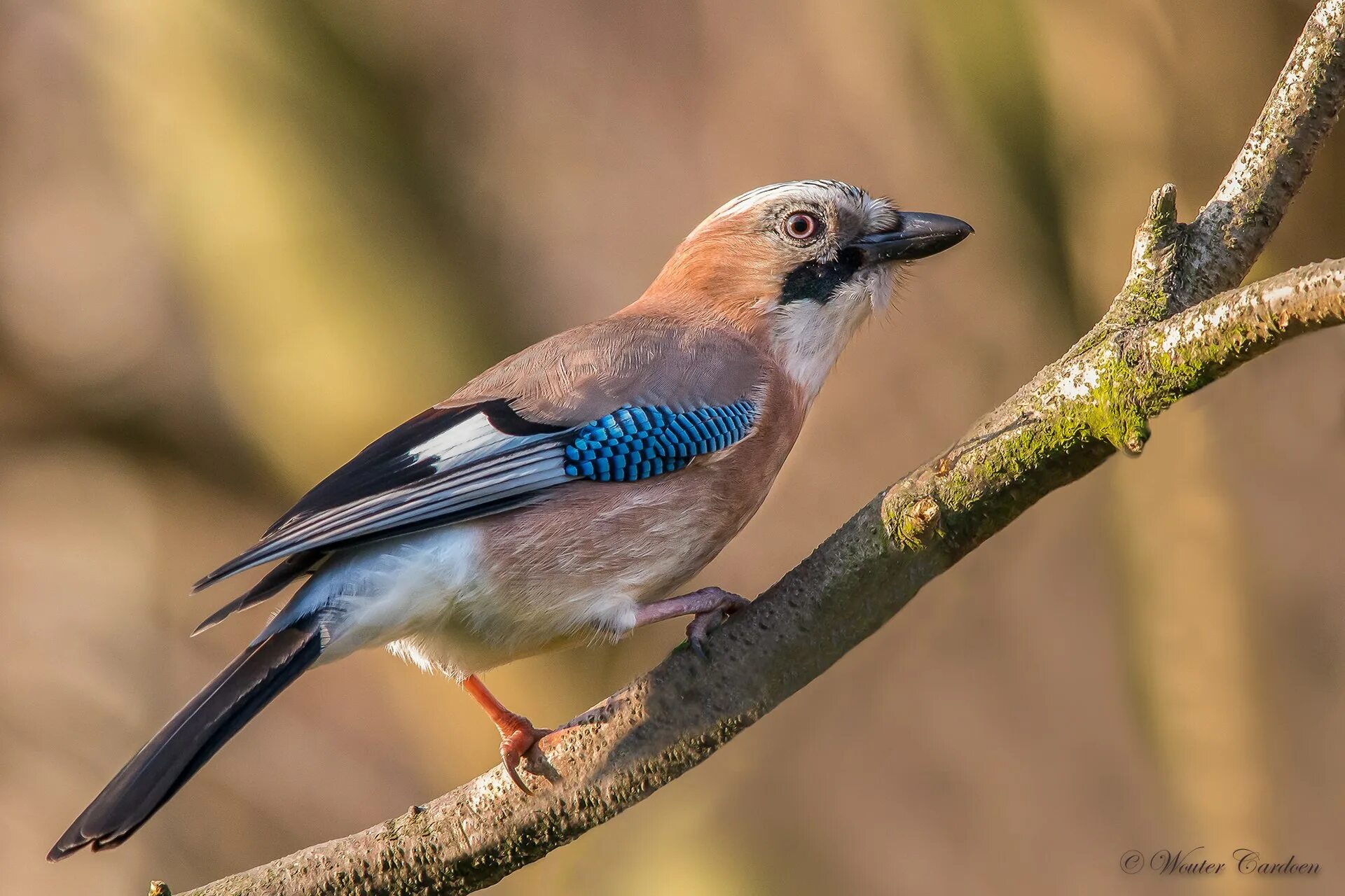 Со́йка garrulus glandarius. Сойка Крымская эндемик Крыма. Птицы Геленджика Сойка. Сойка обыкновенная. Природа сойка