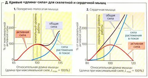 сила сокращения сердечной мышцы зависит от