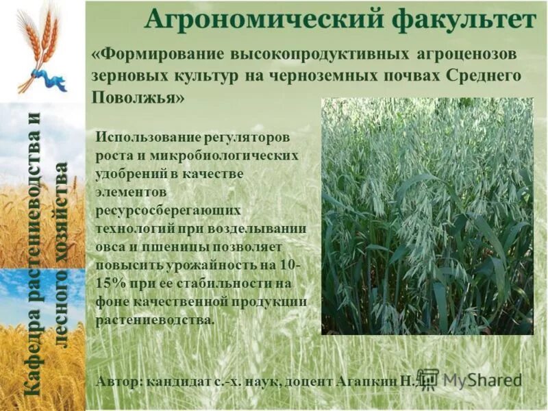 Высоко продуктивная. Регулятор роста пшеницы. Кремний для пшеницы. Зерновые культуры Поволжья. Технология возделывания овса.