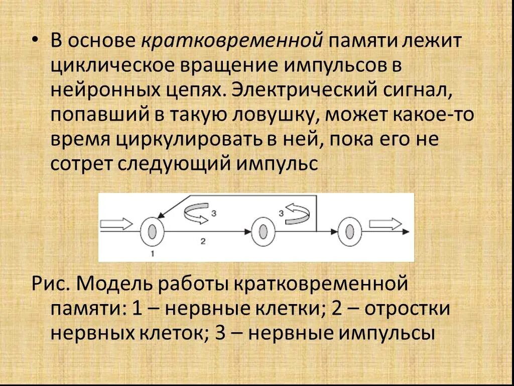 Жила лежит в основе. В основе кратковременной памяти лежит. Нейронная ЛОВУШКА лежит в основе. Физ основа кратковременной памяти. Лежать в основе.