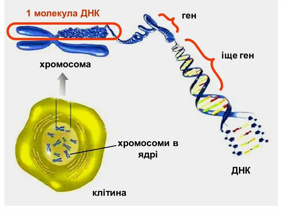 Нести ген. Ген днк хромосома. строение днк хромосомы гены. строение гена днк хромосомы. строение днк и хромосом.