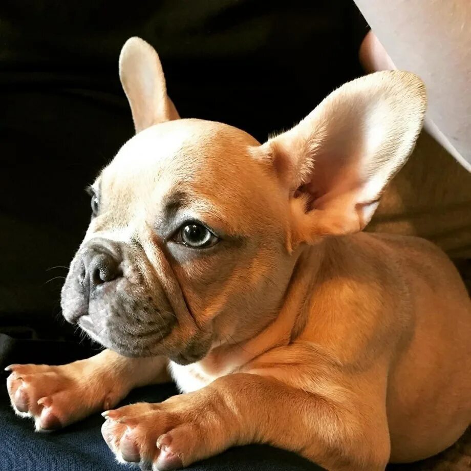 "Mon chiot a mâché mon gros orteil jusqu'à l'os, il m’a sauvé la vie"