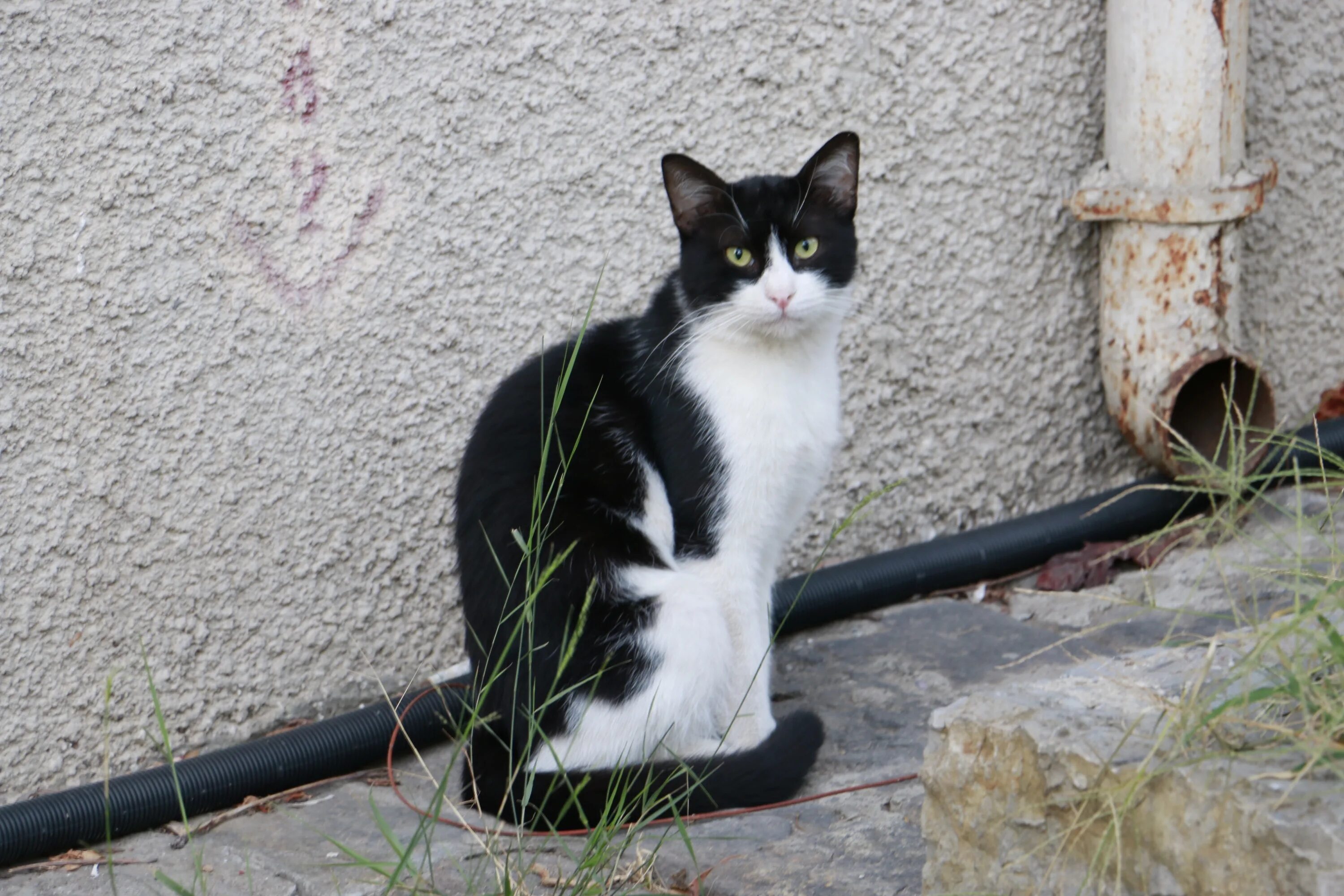 Near cat. Дворовые кошки. Беспородные кошки. Кошки дворовые беспородные. Дворовая кошка порода.