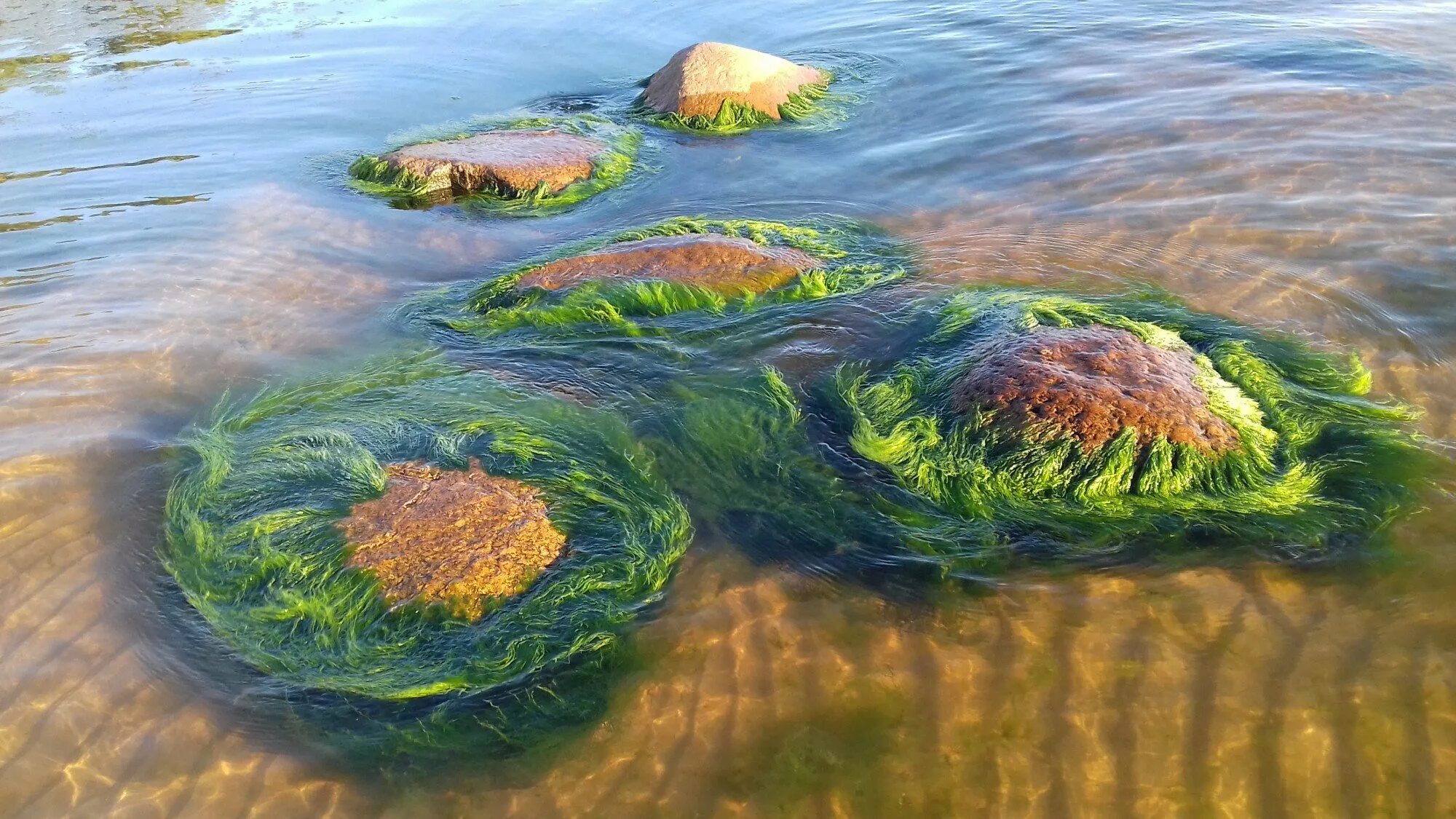 В исследованной воде из местного болота. Термофильные синезеленые водоросли. Сине зеленый водоросли на Камчатке. Нейстонные водоросли. Водоросли синезеленые Каспийское море.