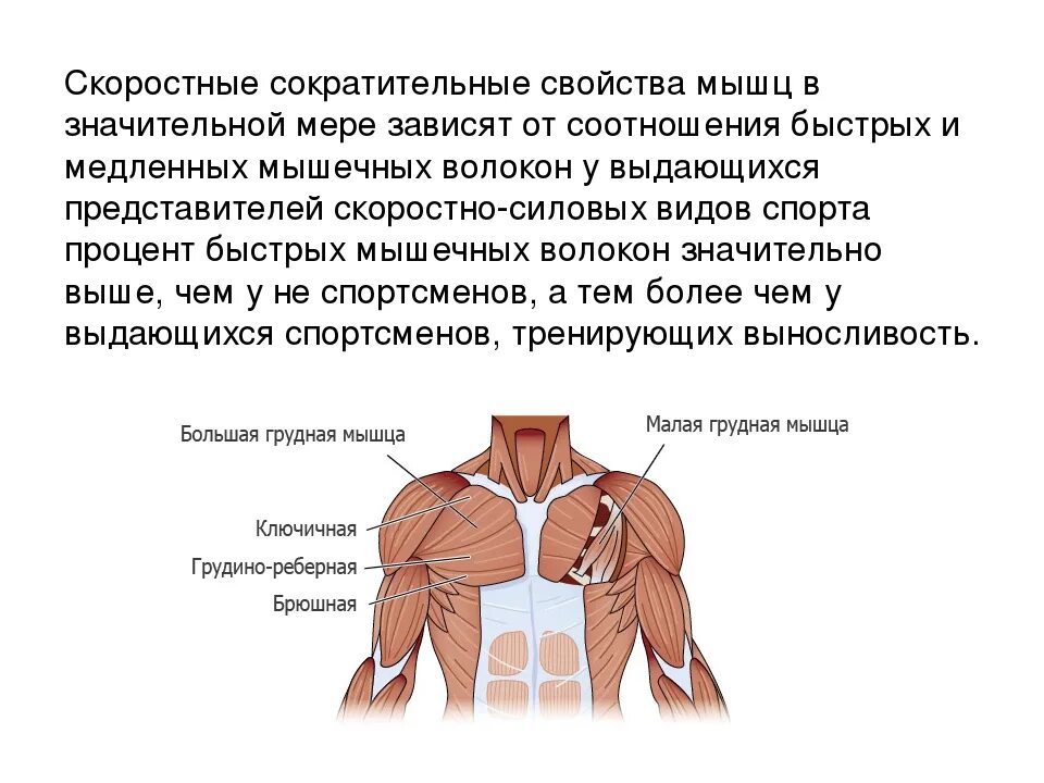 Работа мышц свойства мышц. Медленные мышечные волокна. быстрые и медленные волокна мышц. быстрые мышечные волокна. быстрые мышцы.