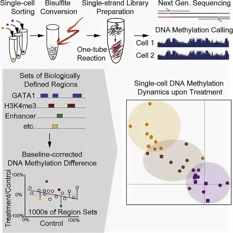 Single cell sequencing. Секвенирование днк одиночных клеток. single cell секвенирование. бисульфитное секвенирование. бисульфитный метод секвенирования.