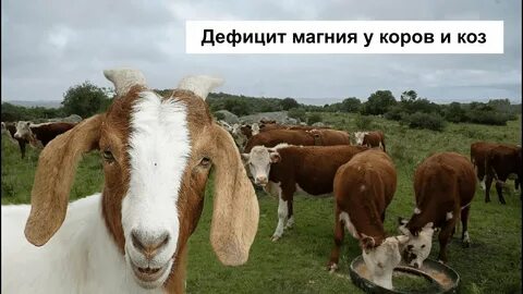 Коза корова