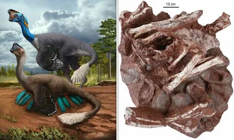 2023-05-02. Fossilised remains of dinosaur sitting ,Preserved Dinosaur Embr...