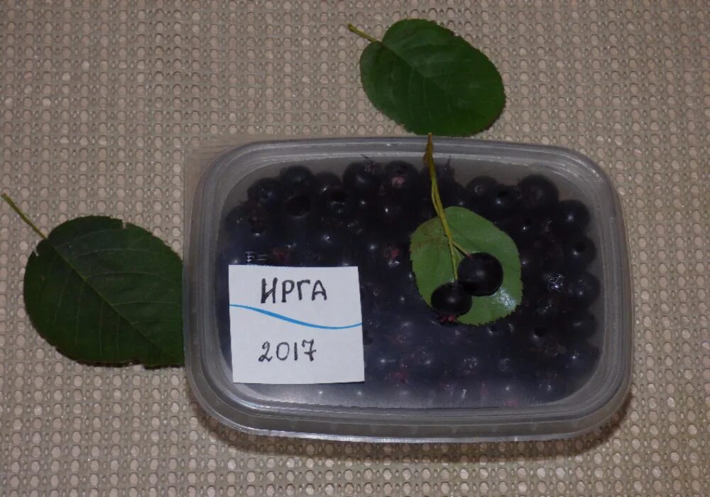 Можно заморозить иргу на зиму