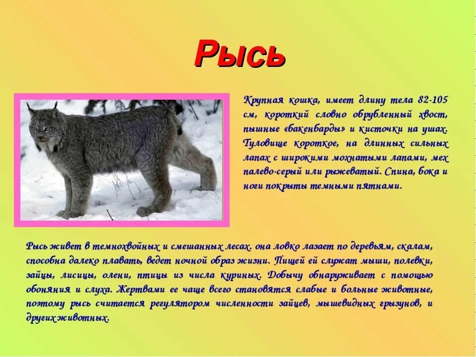 Рассказ о животном и человеке 3 класс. Рассказы о животных. Рассказ о животном. Описание животных. Текст про животных.