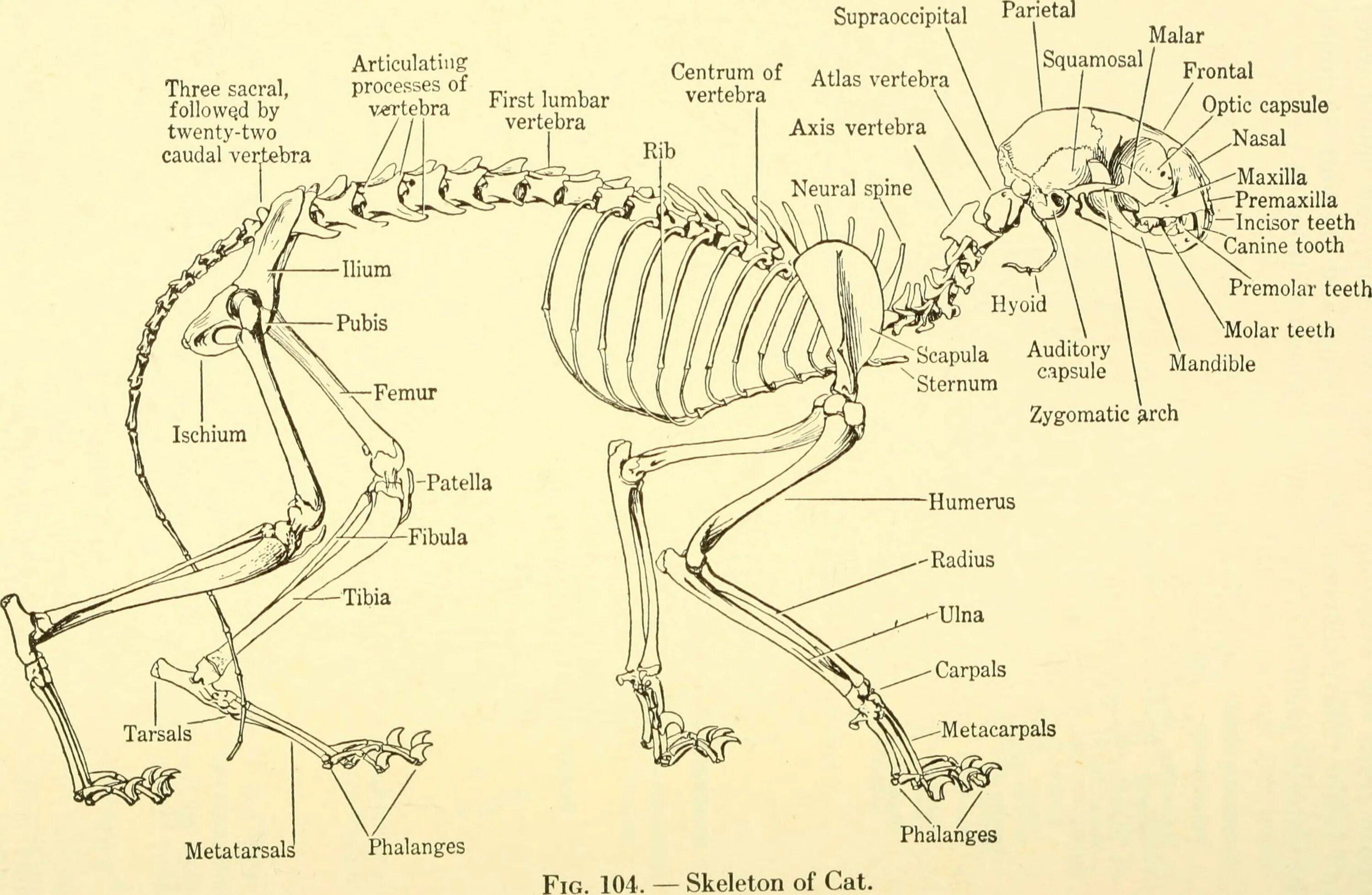Скелет кошки с названием костей. Осевой скелет кошки. Скелет кота с названием костей. Скелет кота строение. Анатомические особенности животных