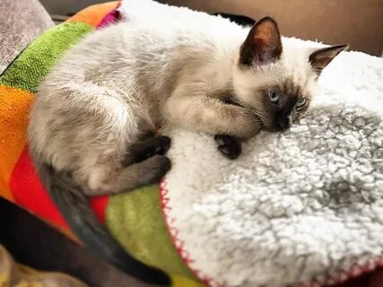Тайский котенок в добрые