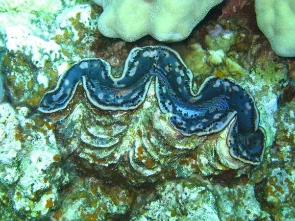 Морской червь моллюск
