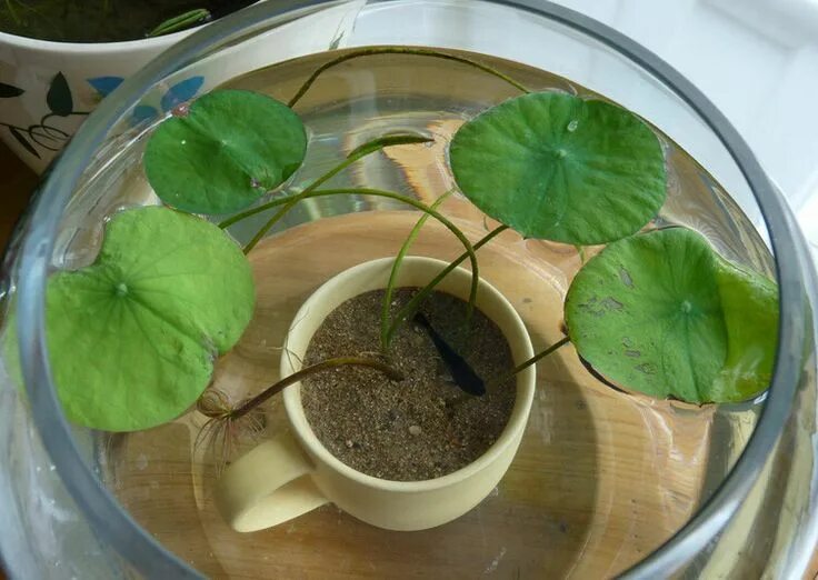 Como plantar Lótus - 7 passos Jardinagem interior, Jardinagem e decoração, Como 