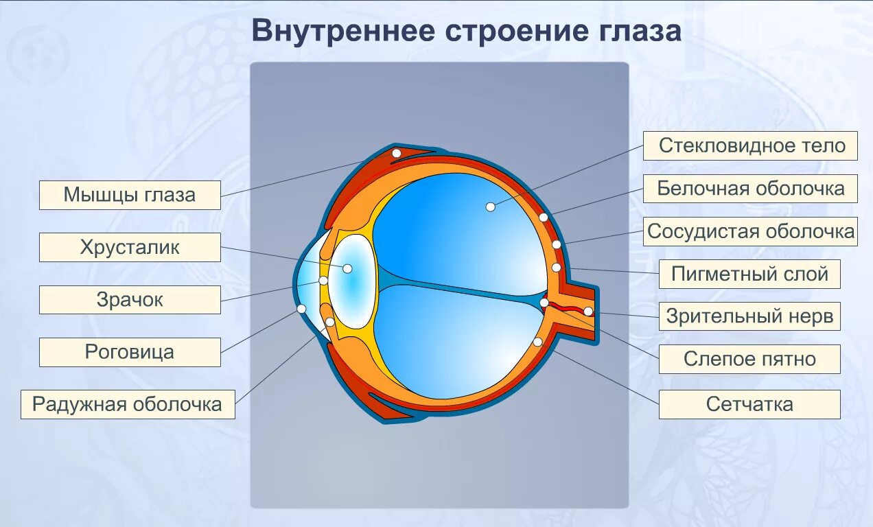 Зрительный анализатор строение ЕГЭ. Строение органов зрения и зрительного анализатора схема. Схема глаза зрительный анализатор. Строение зрительного анализатора периферическая часть глаза. Тест 24 органы чувств зрительный анализатор