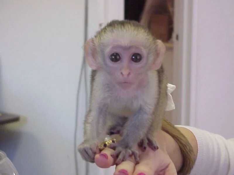 Можно купить обезьяну. Домашняя обезьянка капуцин. Капуцин детеныш. Маленькая обезьяна капуцин. Ручная обезьянка.
