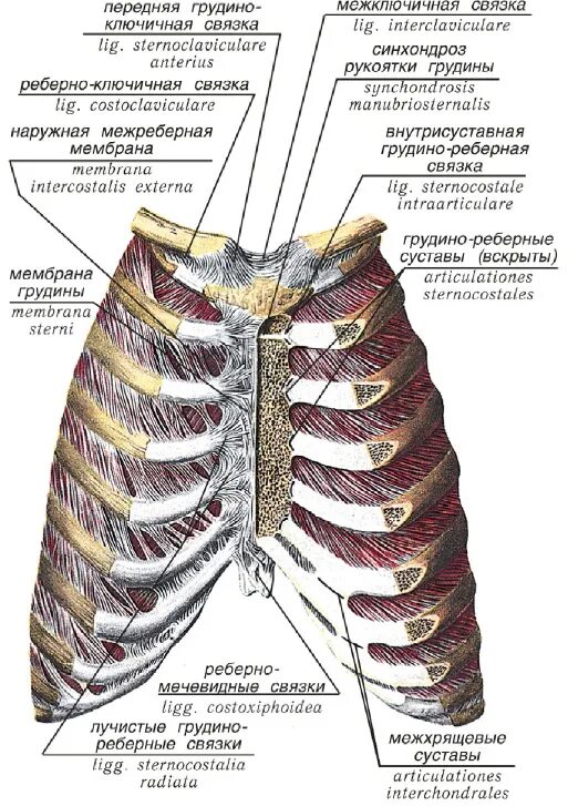 Ребро тип соединения